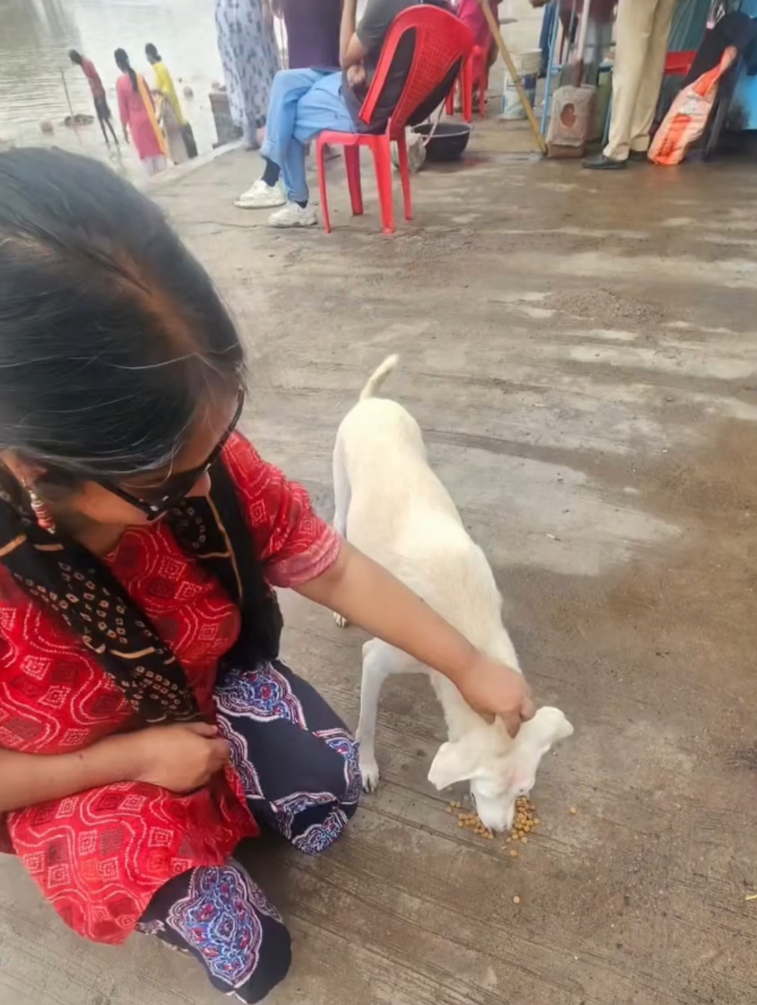 Smyle Squad India Foundation — Animal Feeding